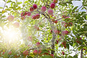 Red apples on tree branches