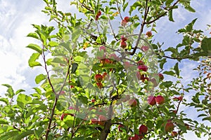 Red apples on tree branches