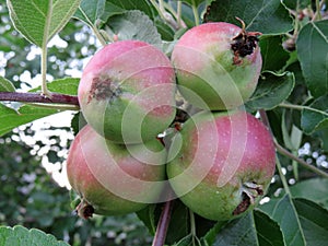 Red apples on a tree close up