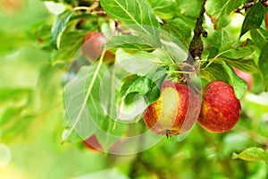 Red apples, tree and farm for agriculture, summer season and garden for countryside orchard and plant. Fruit, nature and