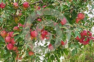 Red apples in the tree