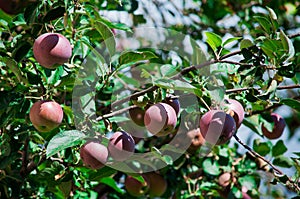 Red apples in the tree