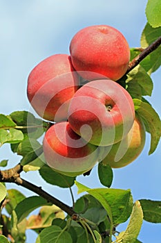 Red Apples on a Tree