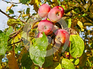 Red apples on a tree in sunny weather. Fruit trees with ripe red apples in the plantation on a sunny summer day. Farm for growing