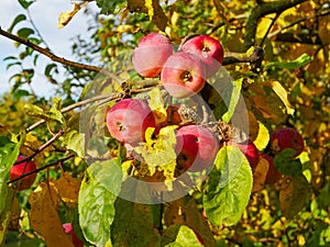 Red apples on a tree in sunny weather. Fruit trees with ripe red apples in the plantation on a sunny summer day. Farm for growing