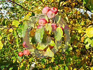 Red apples on a tree in sunny weather. Fruit trees with ripe red apples in the plantation on a sunny summer day. Farm for growing