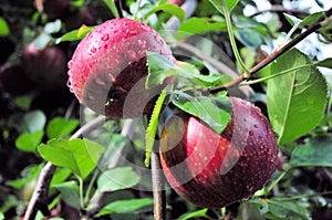 Red apples on the tree