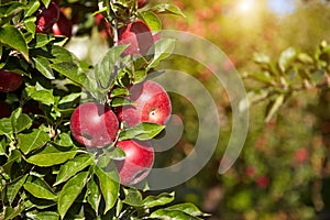 Red apples on the trees