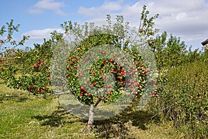 Red apples on trees in a orchad