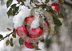 Red apples under the snow