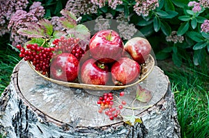 Red Apples with vibrunum in the basket
