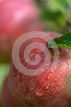 Red apples with water drops on apple tree