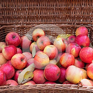 Red apples in a wicker wooden basket in autumn