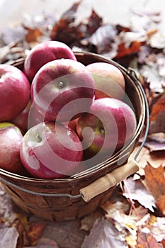 Red apples in wooden basket