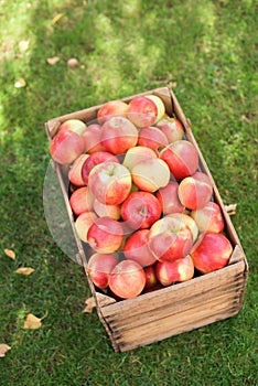 Red apples in a wooden cassete