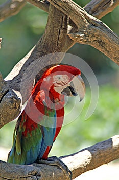 Red ara. The Ara macaws are large striking parrots with long tails