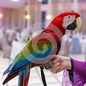 Red ara macao sitting on hand.
