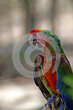 Red ara parrot. Ara is tribe of neotropical parrots.