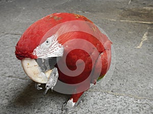 Red ara parrot