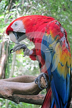 Red Ara Parrot