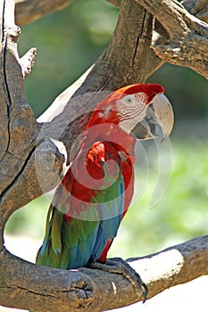 Red ara parrot is tribe of neotropical parrots.