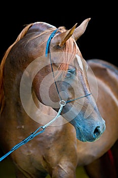 Red arabian horse portrait on black