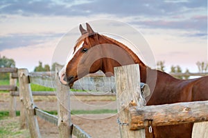 Red arabian horse at sunrise