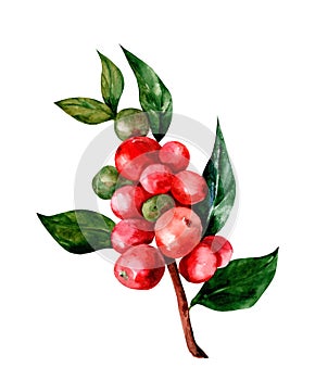 Red arabica coffee beans on a branch isolated