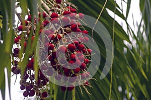 Red Areca nut palm, Betel Nuts, Betel palm (Areca catechu) hanging on its tree