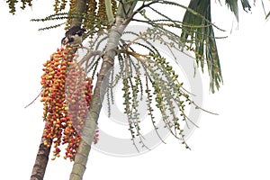 Red Areca Nut Palm on tree