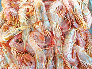 Red argentine shrimps on ice
