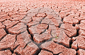 Red arid desert with sprouting grass and cracks