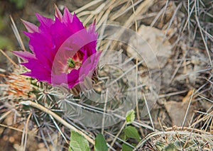 Red Arizona Cactus Flower in Desert