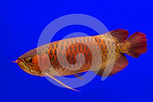 Red Arowana the Asian dragon fish