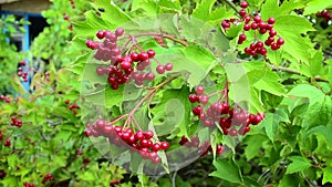 Red arrowwood berries swaying in breeze on a summer day