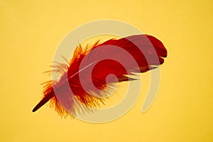 Red artificial feather close up. Exotic, tropical bird wing feather on yellow background. Fashion, ornithology magazine