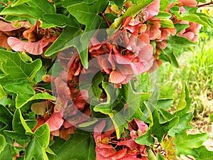 Red Aser seeds growing on a tree