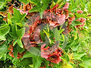 Red Aser seeds growing on a tree