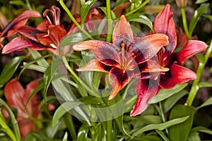 Red Asiatic Lilies