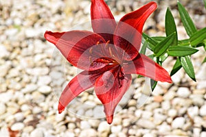 Red asiatic Lily