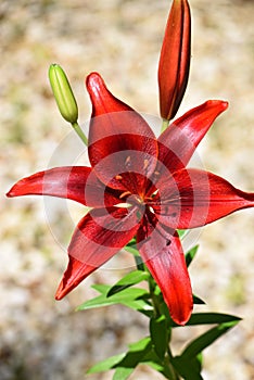 Red asiatic Lily