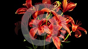 Red Asiatic Lily Time-lapse