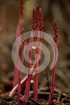Red Asparagus Shoots Jut Up from Ground photo
