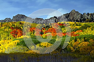 Red Aspen on Kebler Pass, Colorado