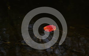 Red aspen leaf in the water on a black background