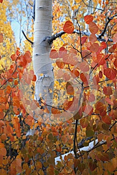 Red Aspen Leaves