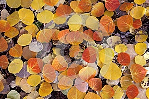 Red Aspen Leaves photo