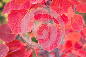 Red aspen leaves in autumn forest. Red autumn aspen leaves