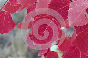 Red aspen leaves in autumn forest. Red autumn aspen leaves