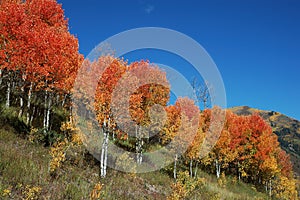 Red Aspens on McClure Pass